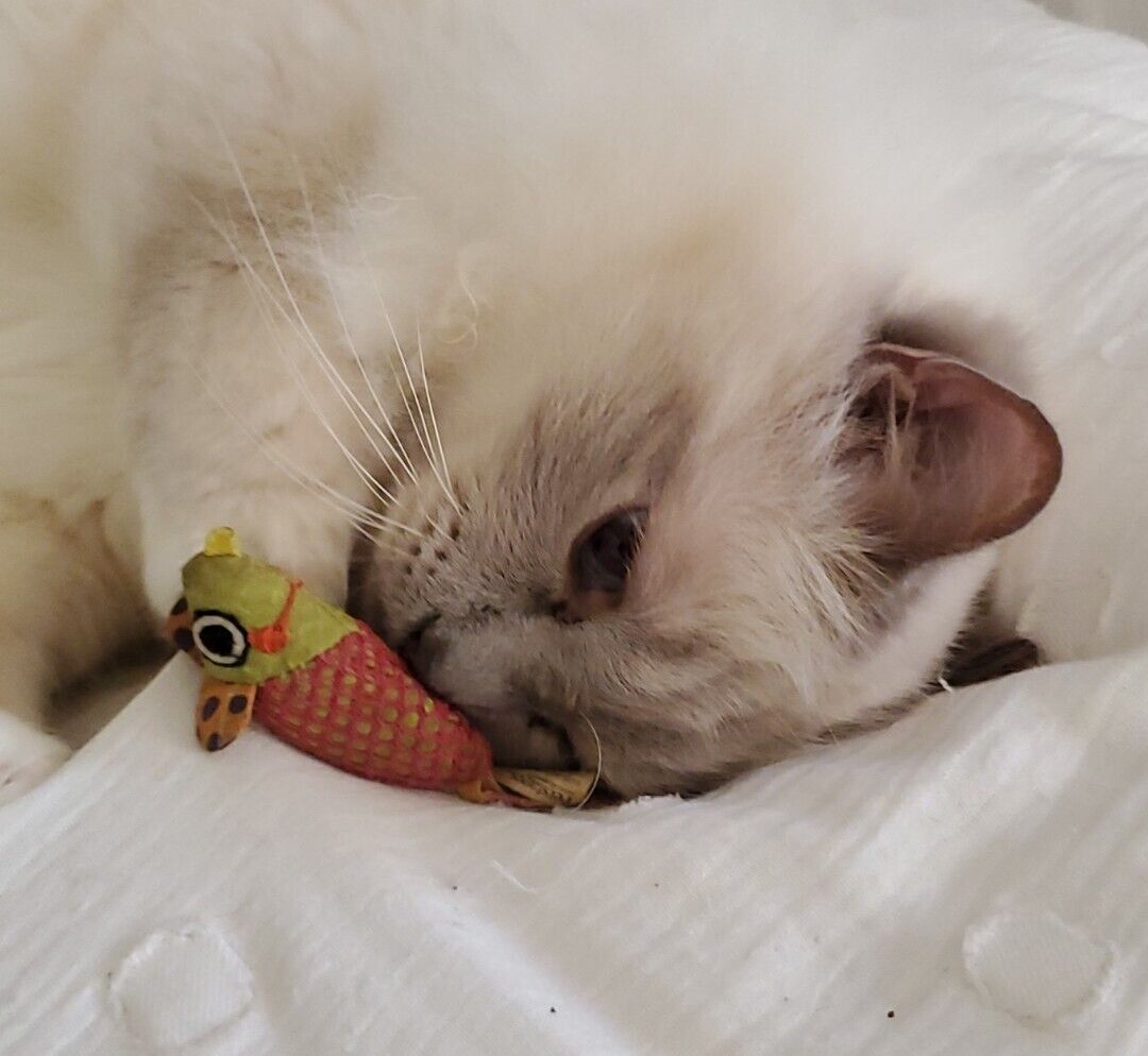 Cats Toy Mouse - BIG Eyes. Of NO Value Whatsoever
